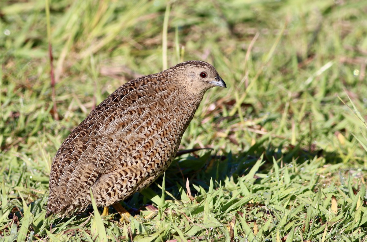 Перепілка бура - ML644388251