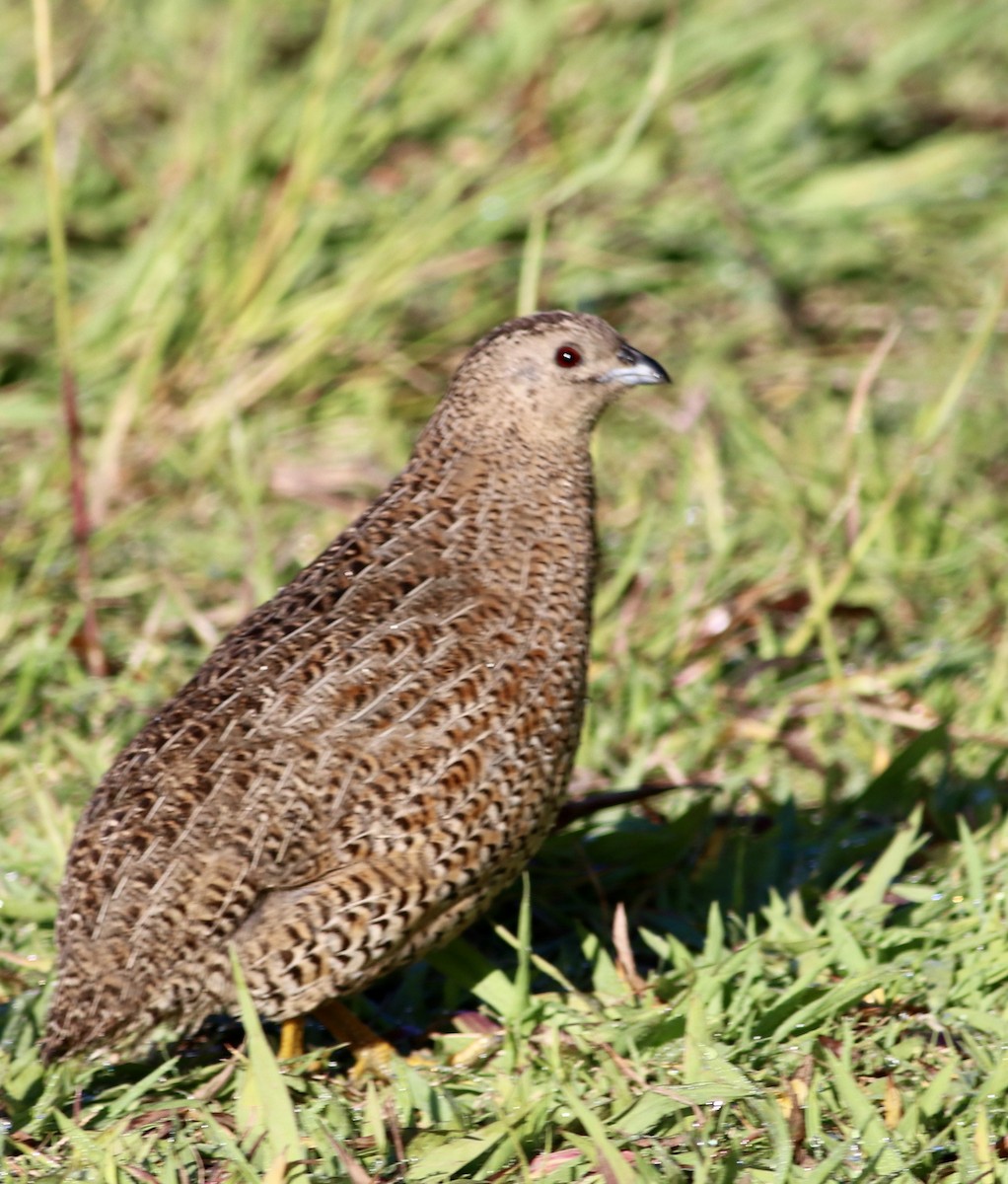 Перепілка бура - ML644388252