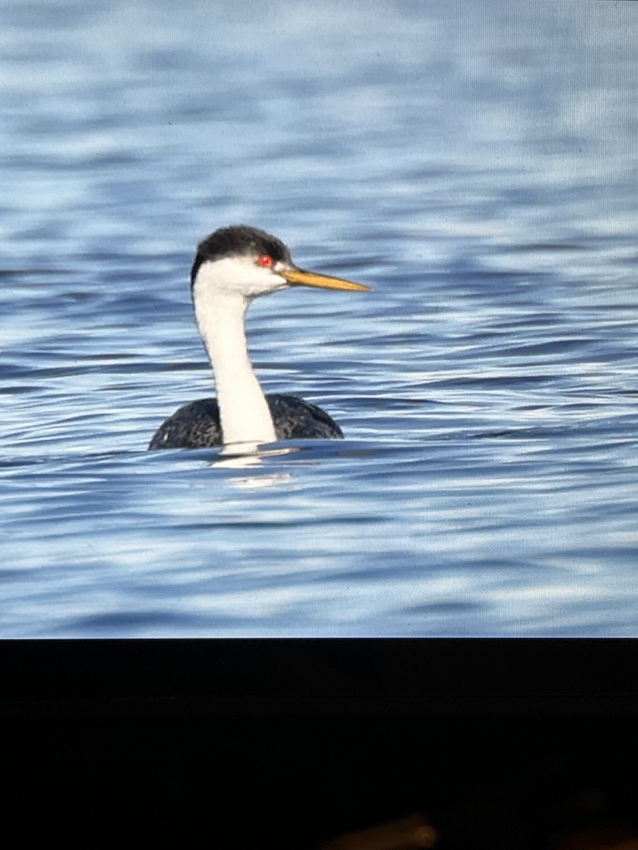 Western Grebe - ML644388253