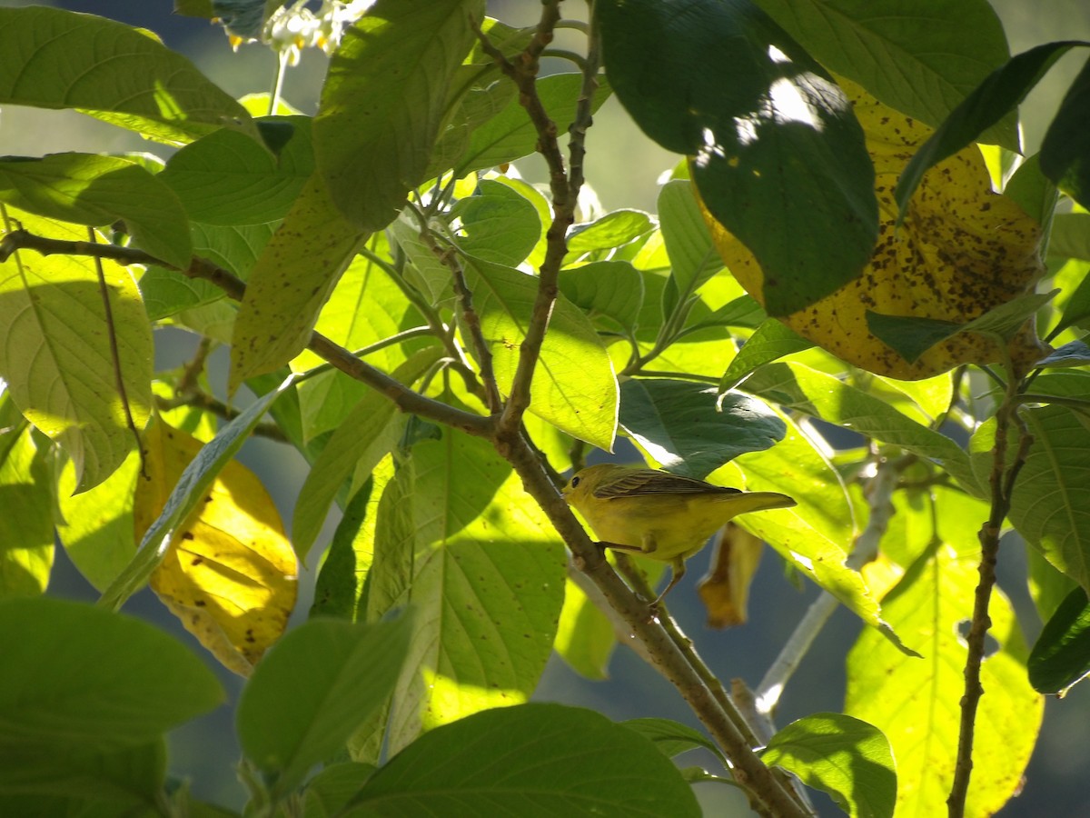 Northern Yellow Warbler - ML644388259