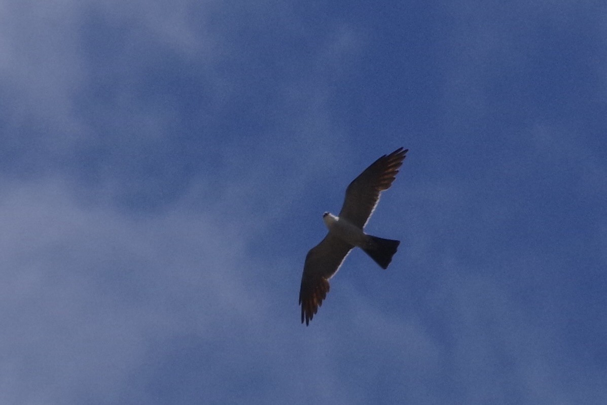 Milan du Mississippi - ML644388265