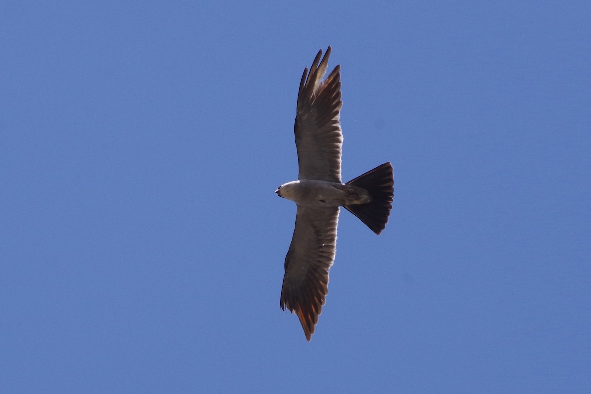 Milan du Mississippi - ML644388266