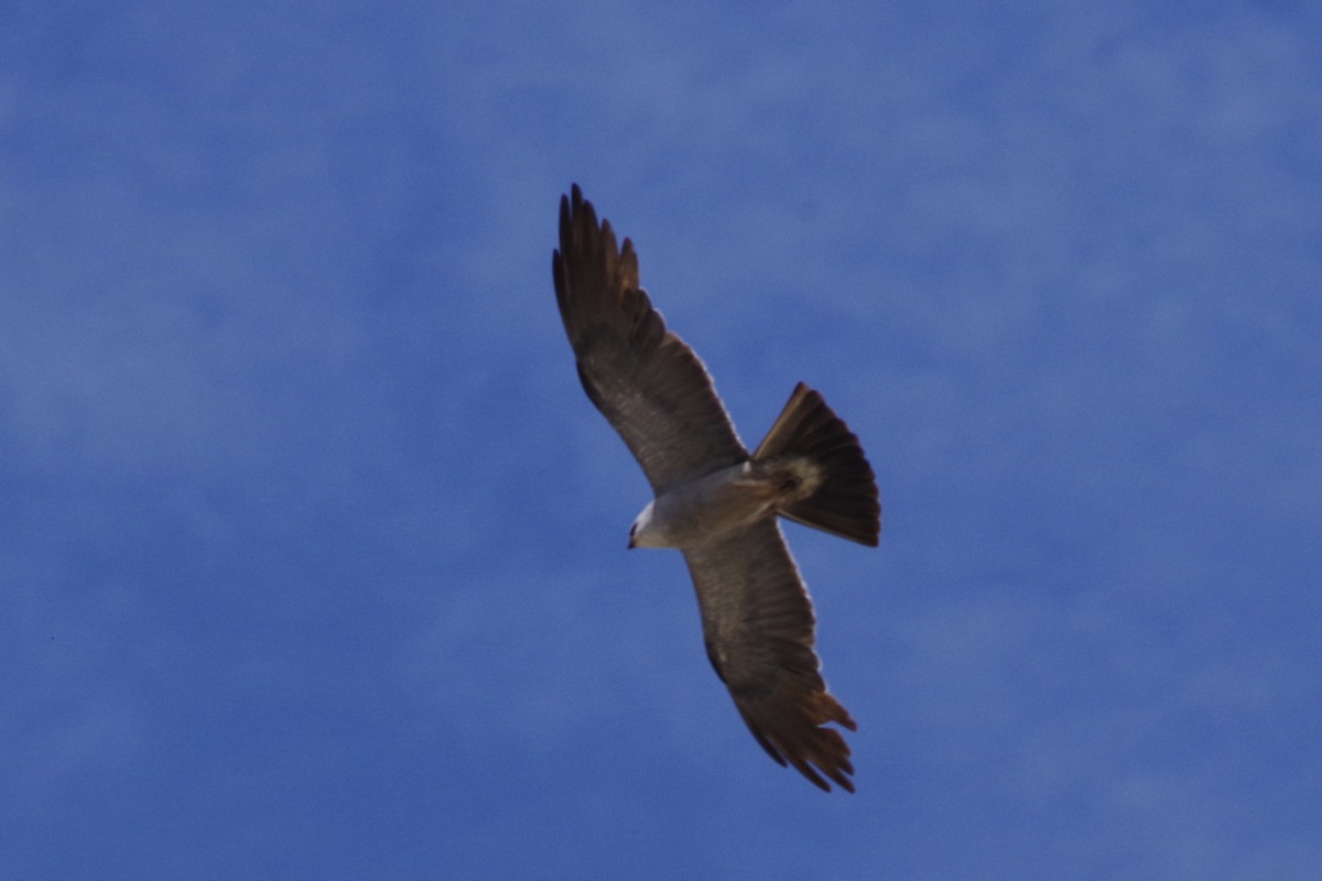 Milan du Mississippi - ML644388267