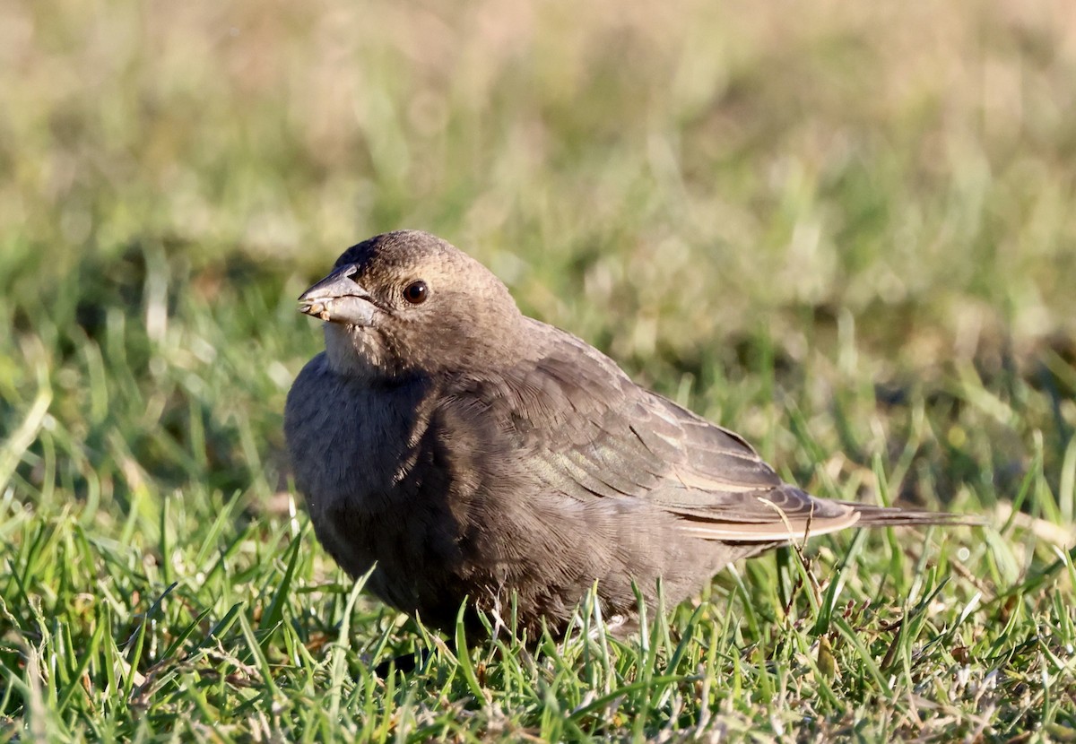 Braunkopf-Kuhstärling - ML644388268