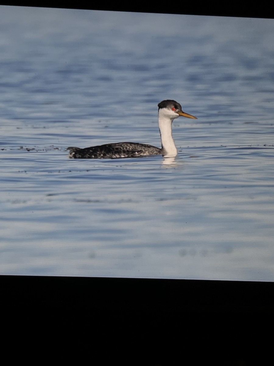 Western Grebe - ML644388271