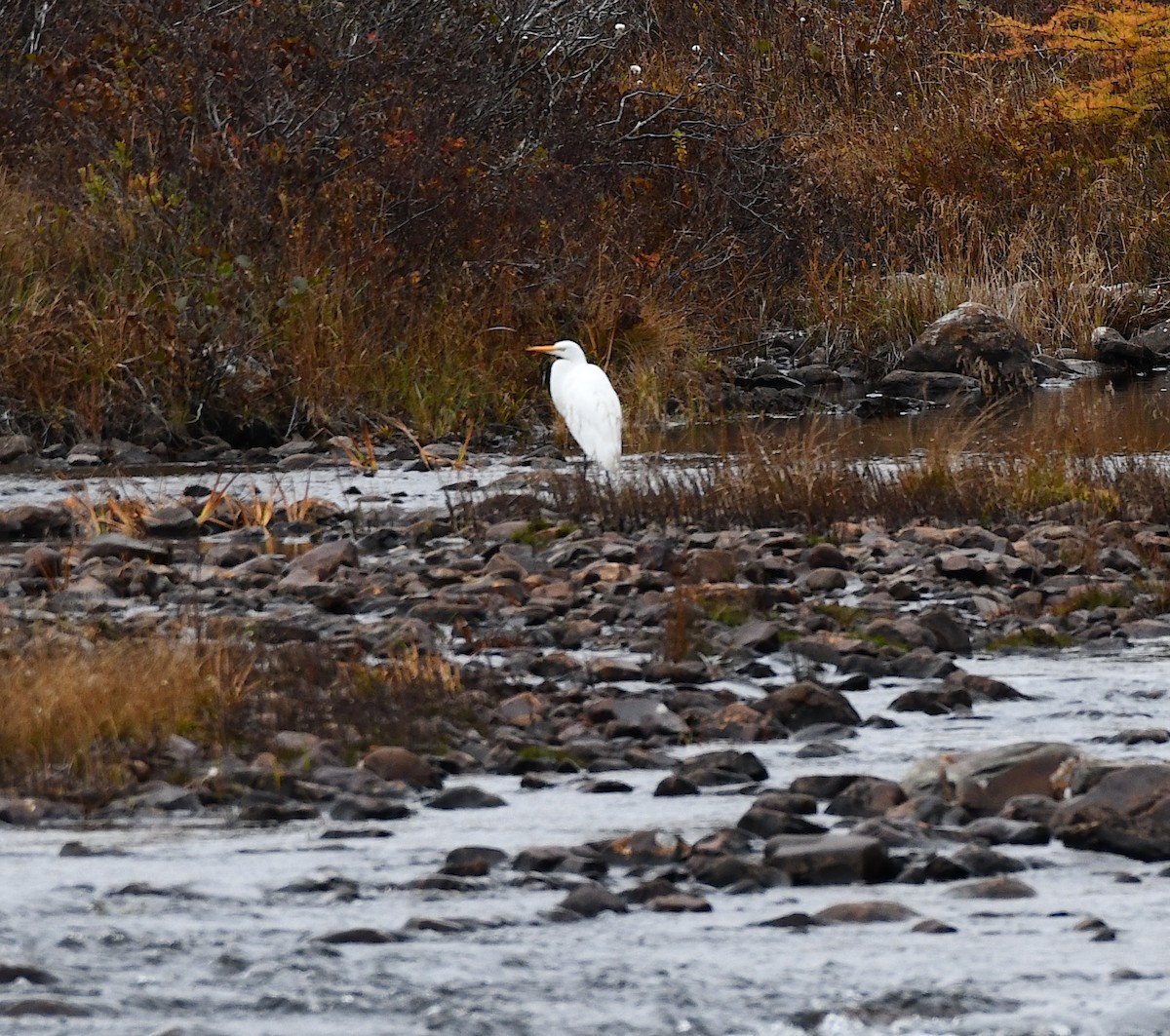 ダイサギ - ML644388272