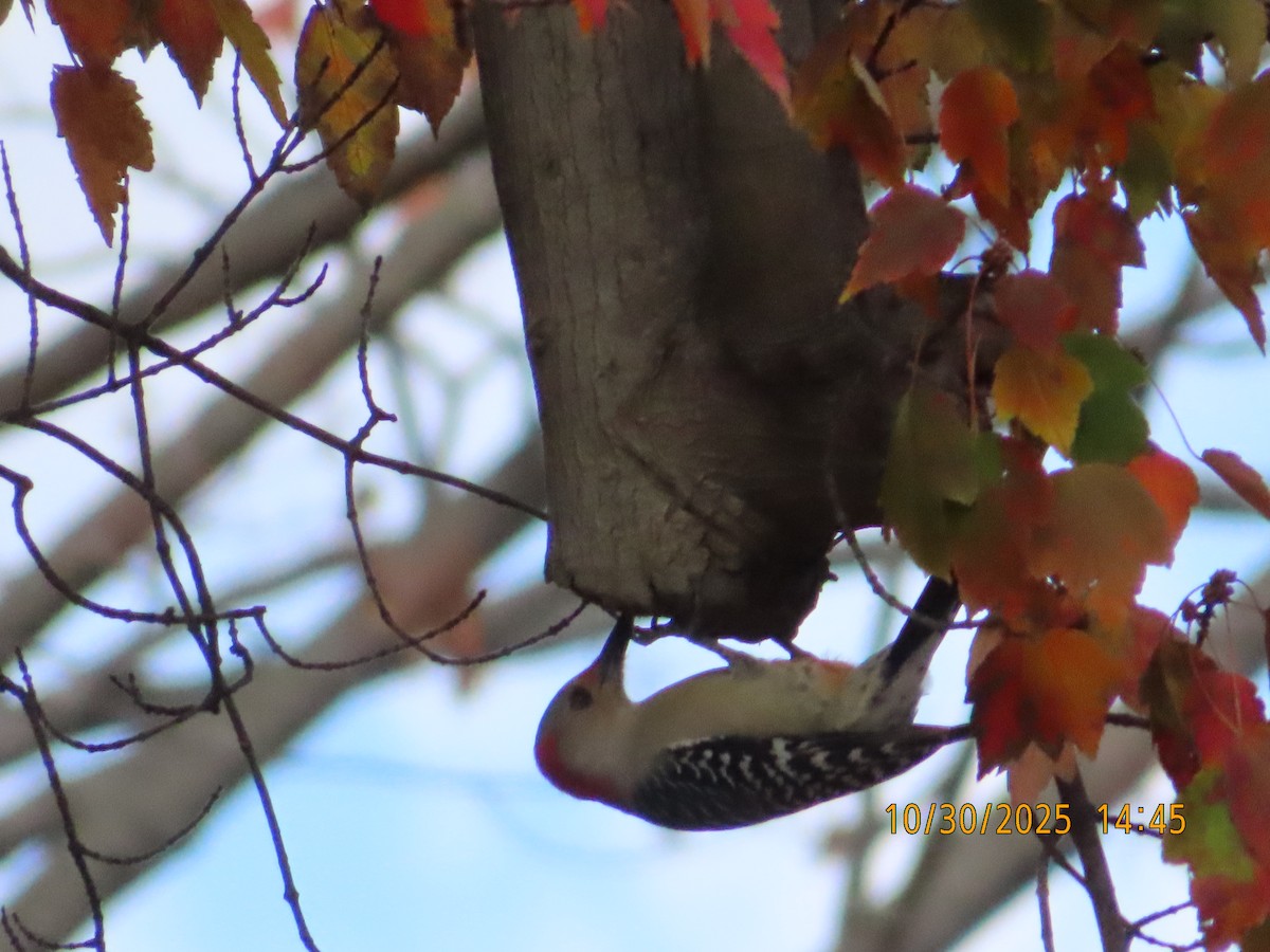 lundspett - ML644388294