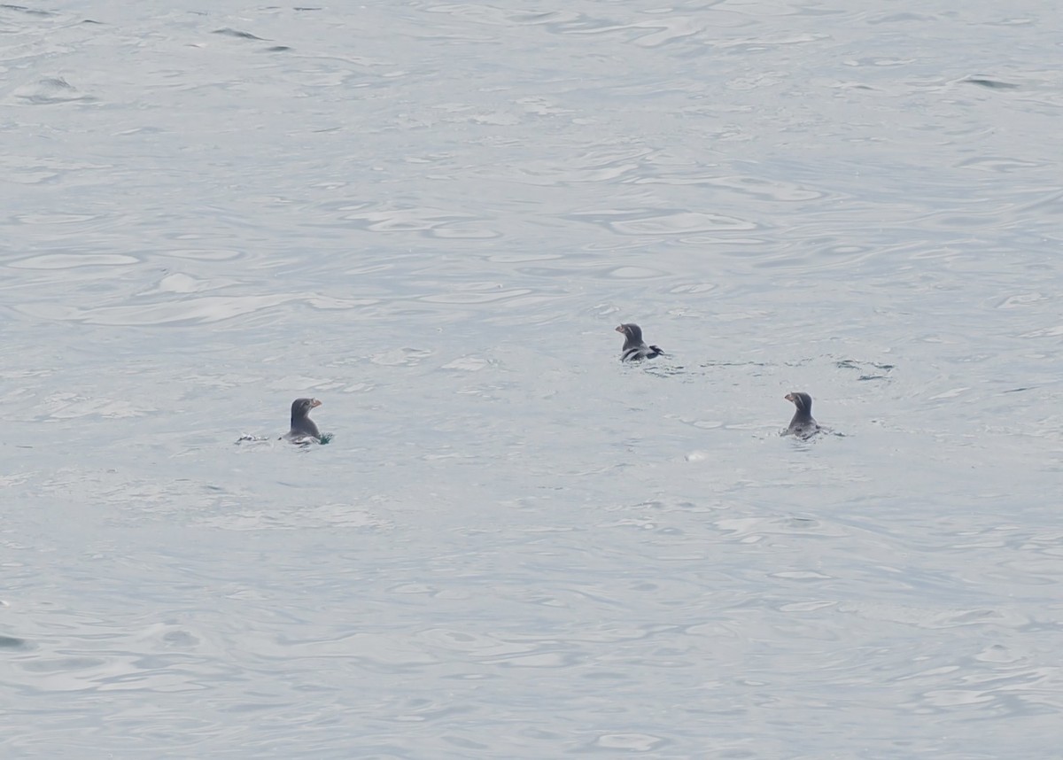 Boynuz Gagalı Alklet - ML644388311