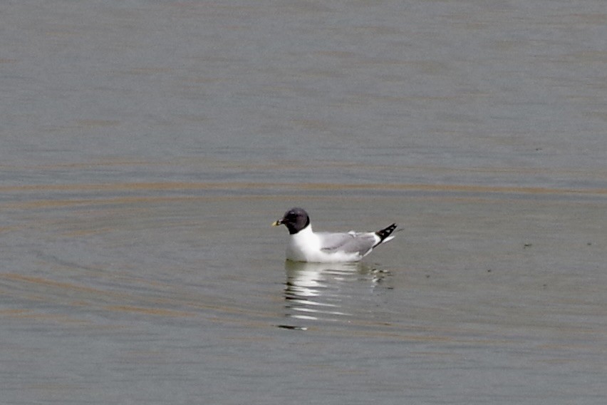 Schwalbenmöwe - ML644388312