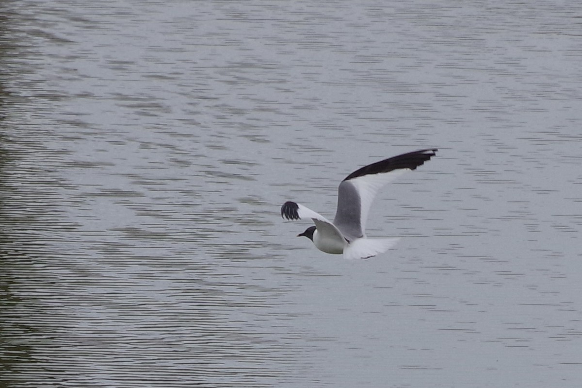 Schwalbenmöwe - ML644388313