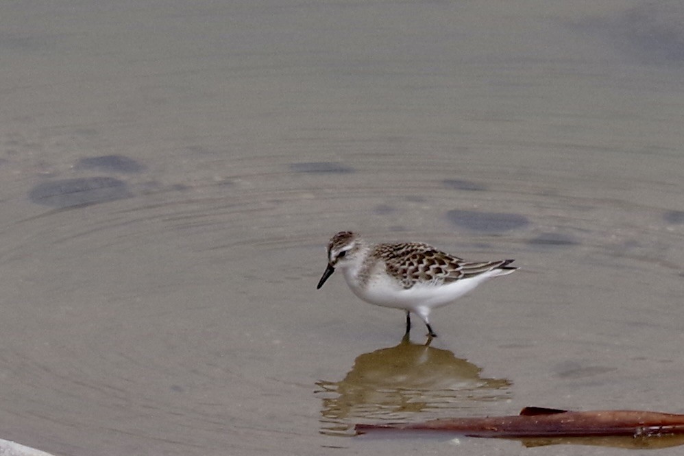 jespák srostloprstý - ML644388316