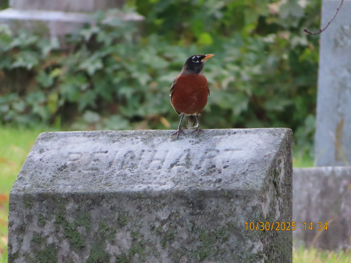 vandretrost - ML644388319