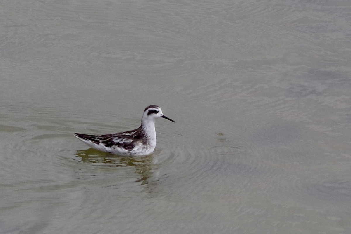 Плавунець круглодзьобий - ML644388337