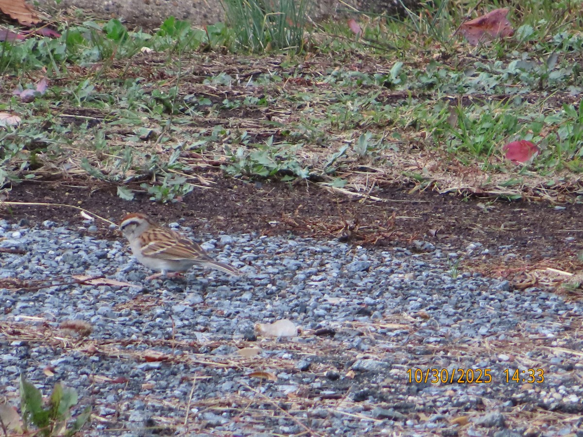 brunissespurv - ML644388349