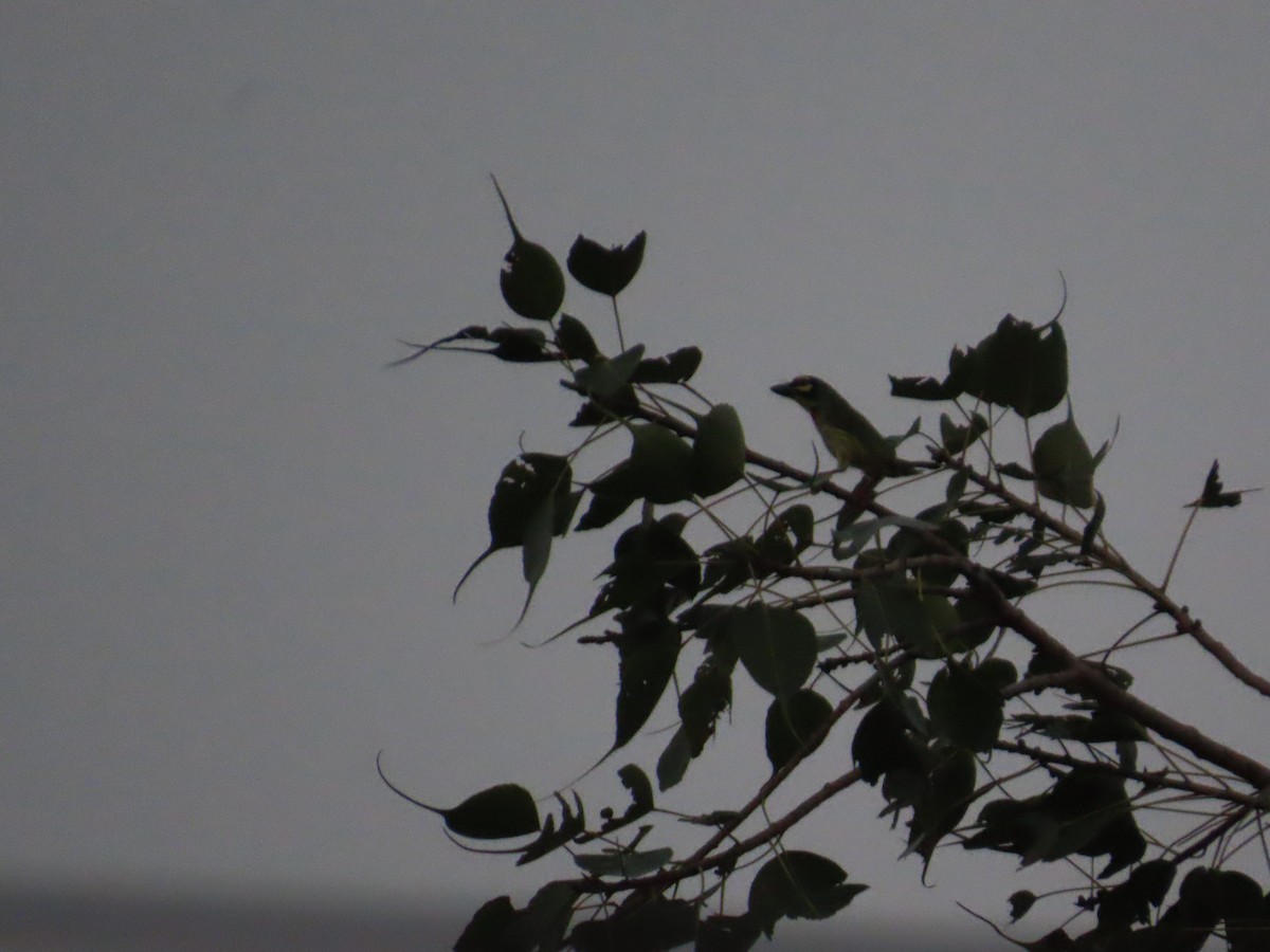 Al Göğüslü Barbet - ML644388376