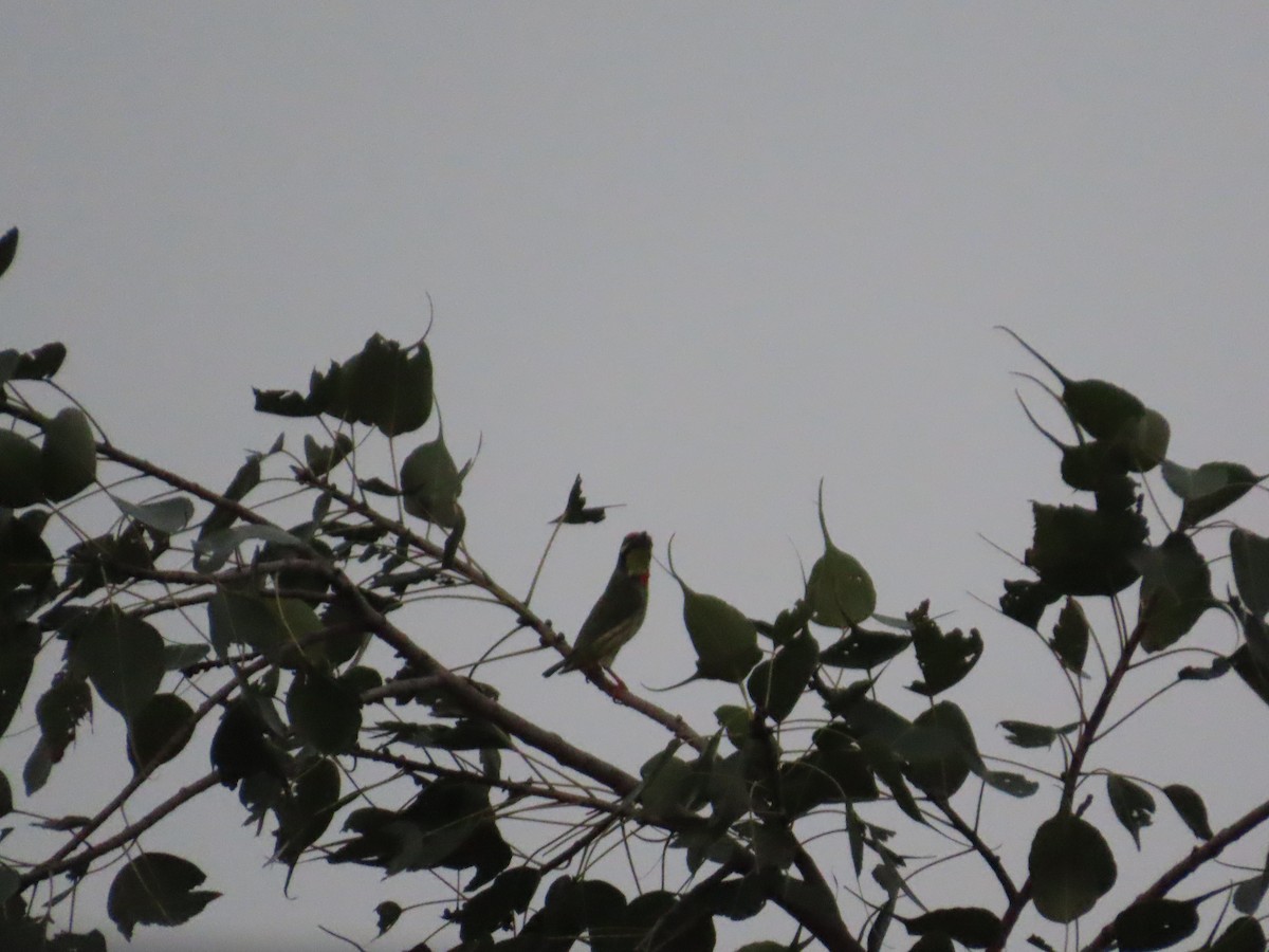 Al Göğüslü Barbet - ML644388377