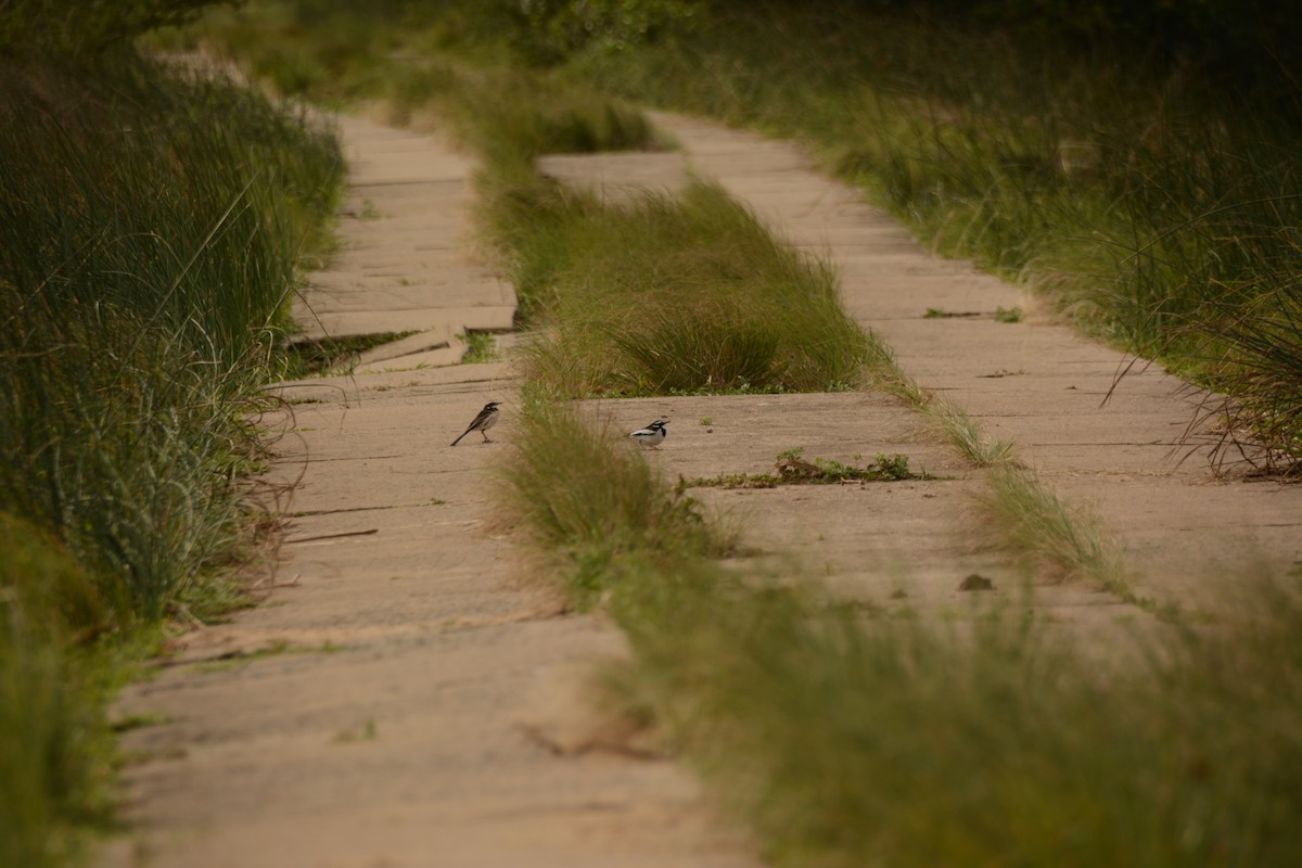 African Pied Wagtail - ML644388380