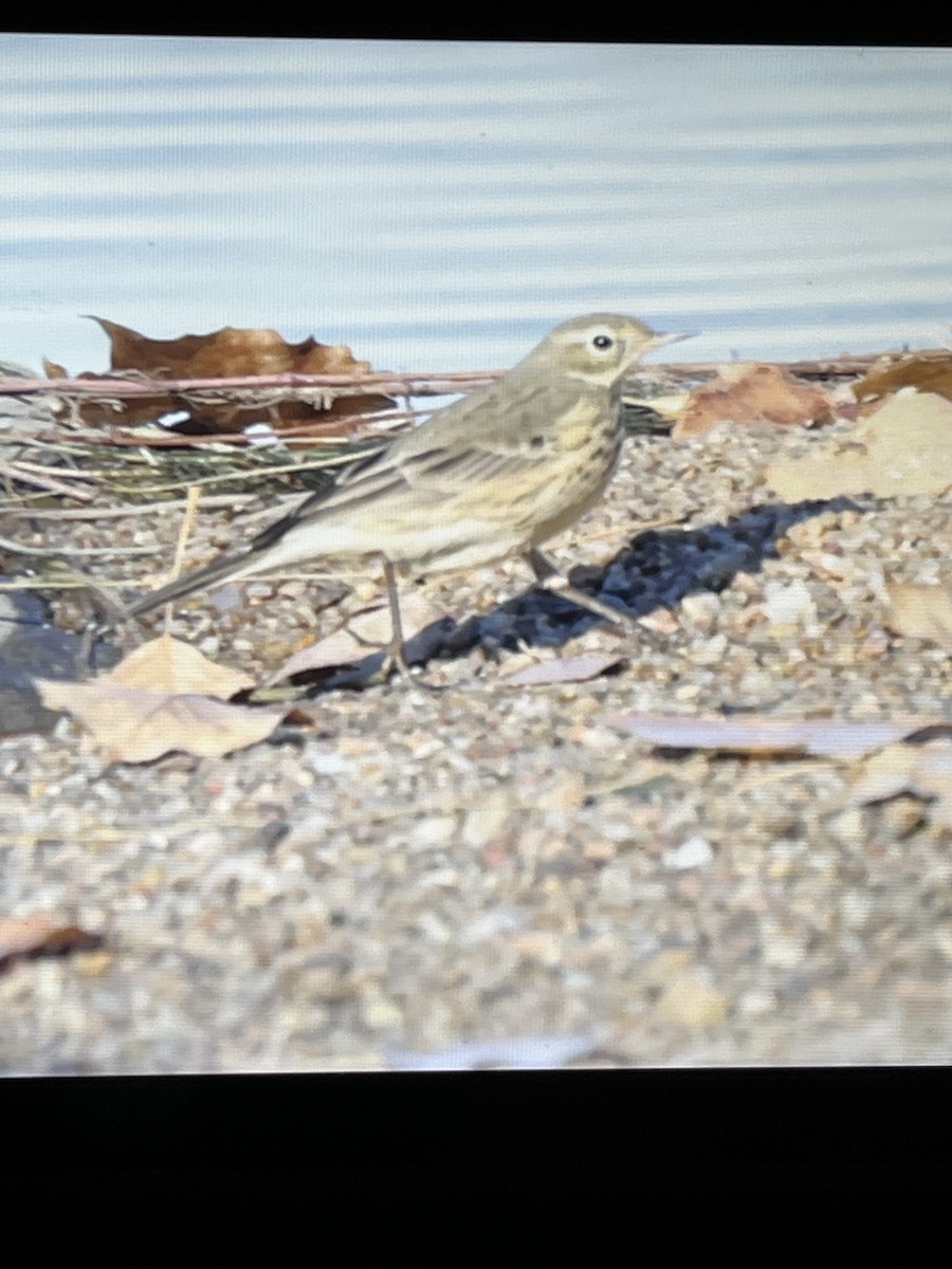 American Pipit - ML644388385