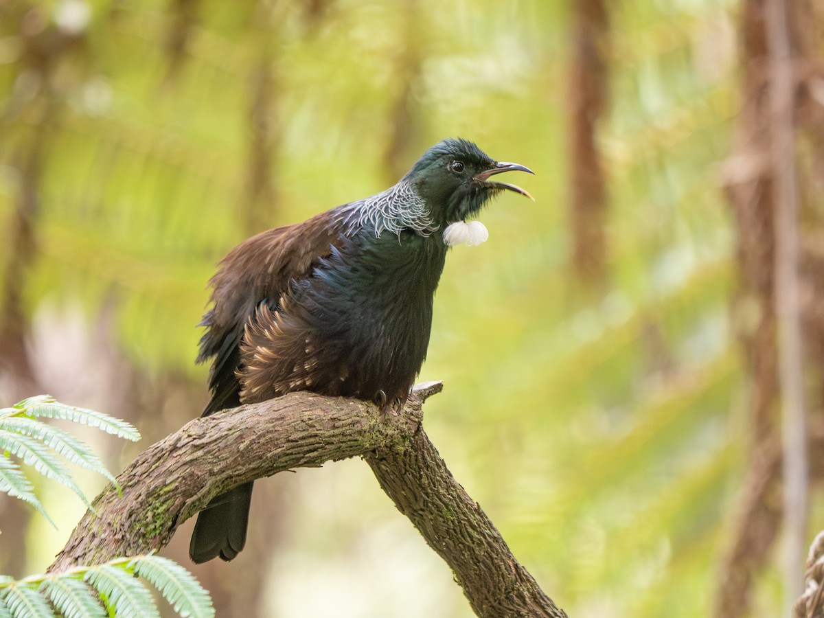 Пое - ML644388392