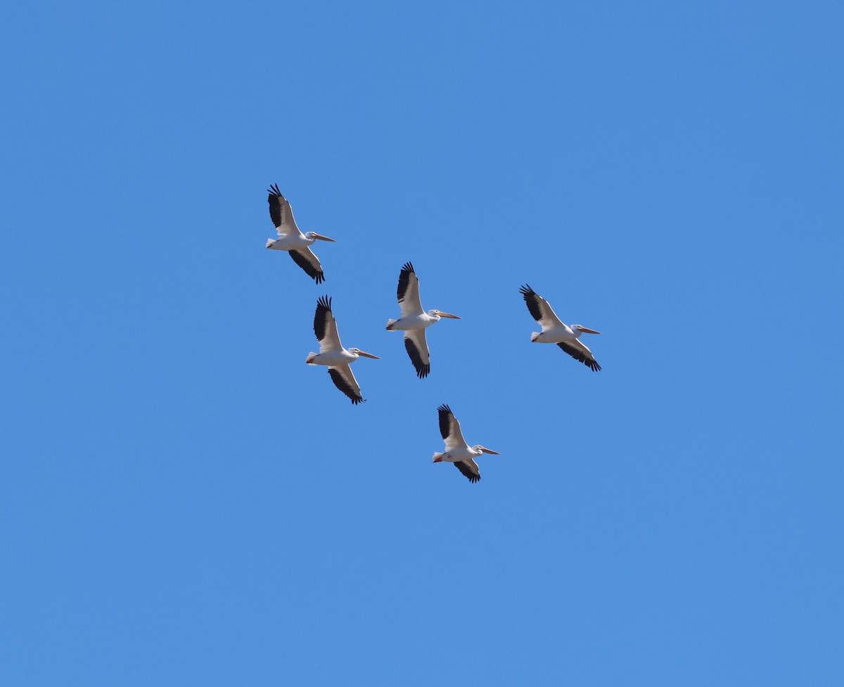 American White Pelican - ML644388394