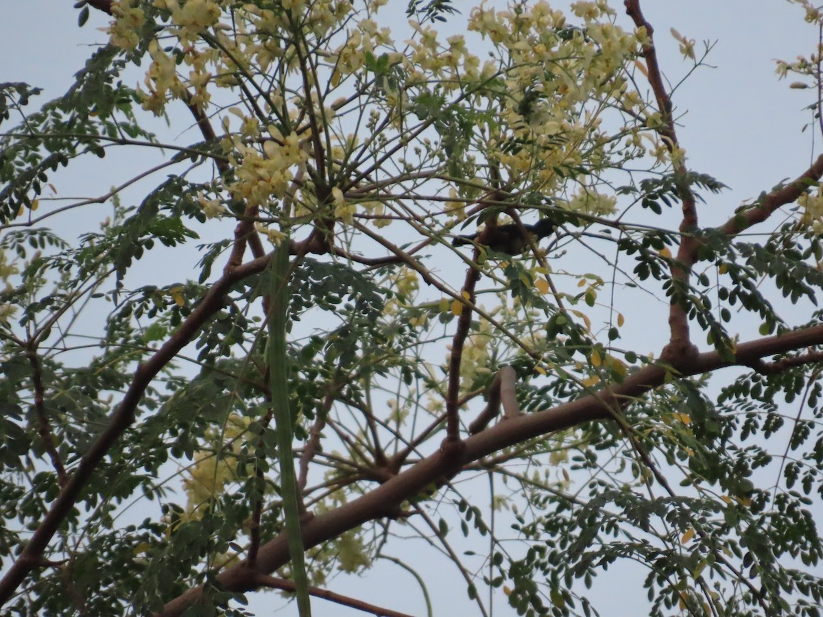 Purple Sunbird - ML644388411