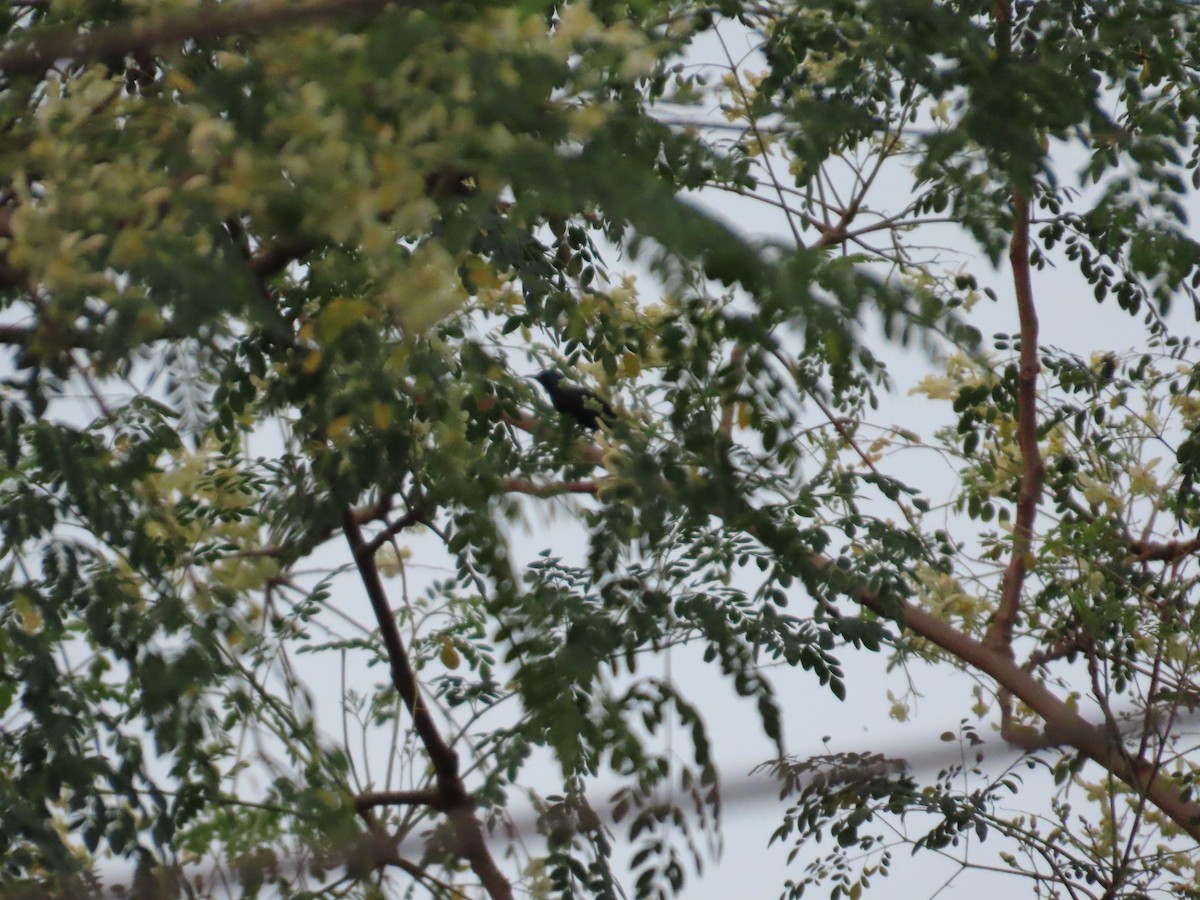 Purple Sunbird - ML644388412