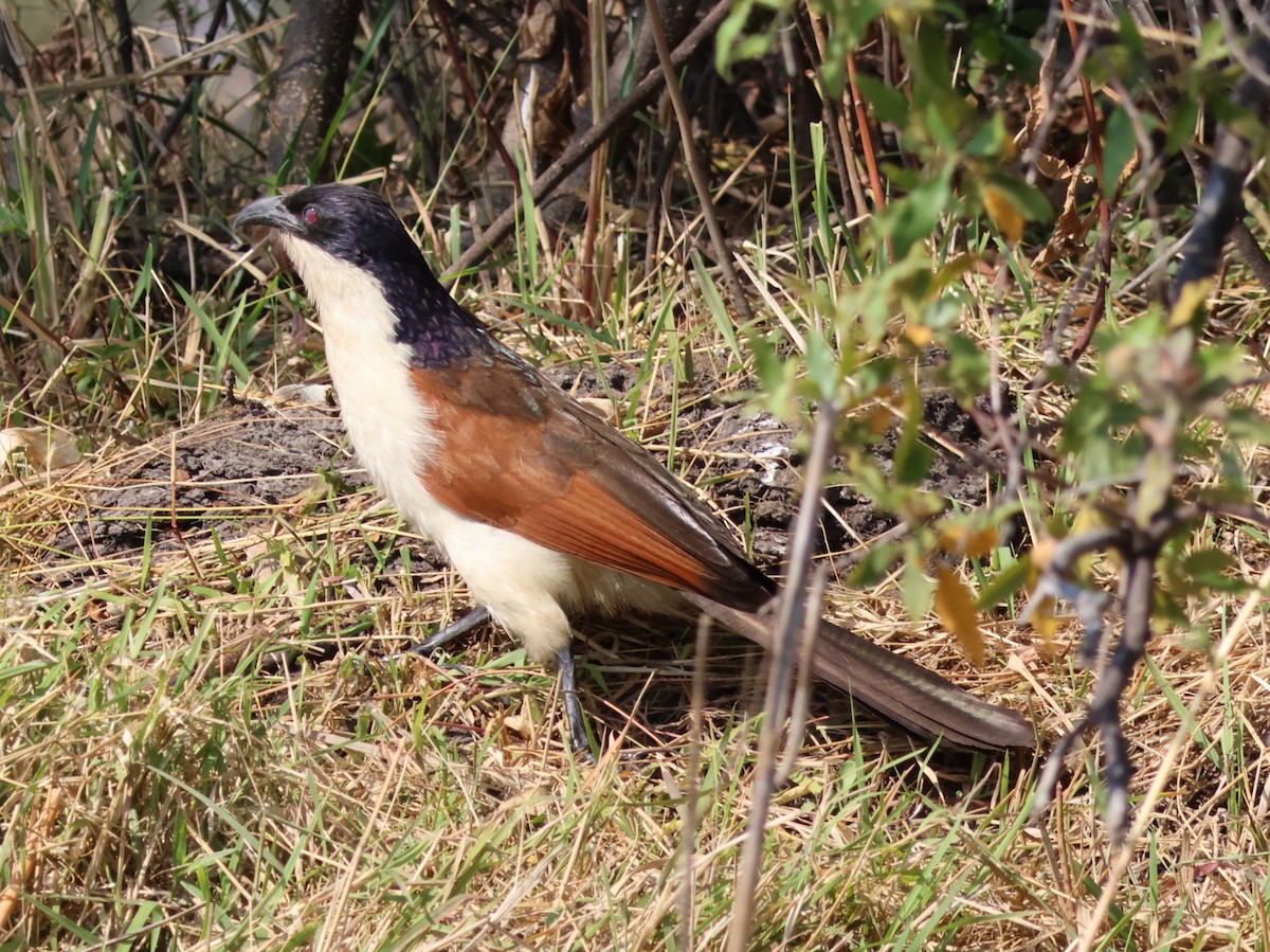 Coppery-tailed Coucal - ML644388418