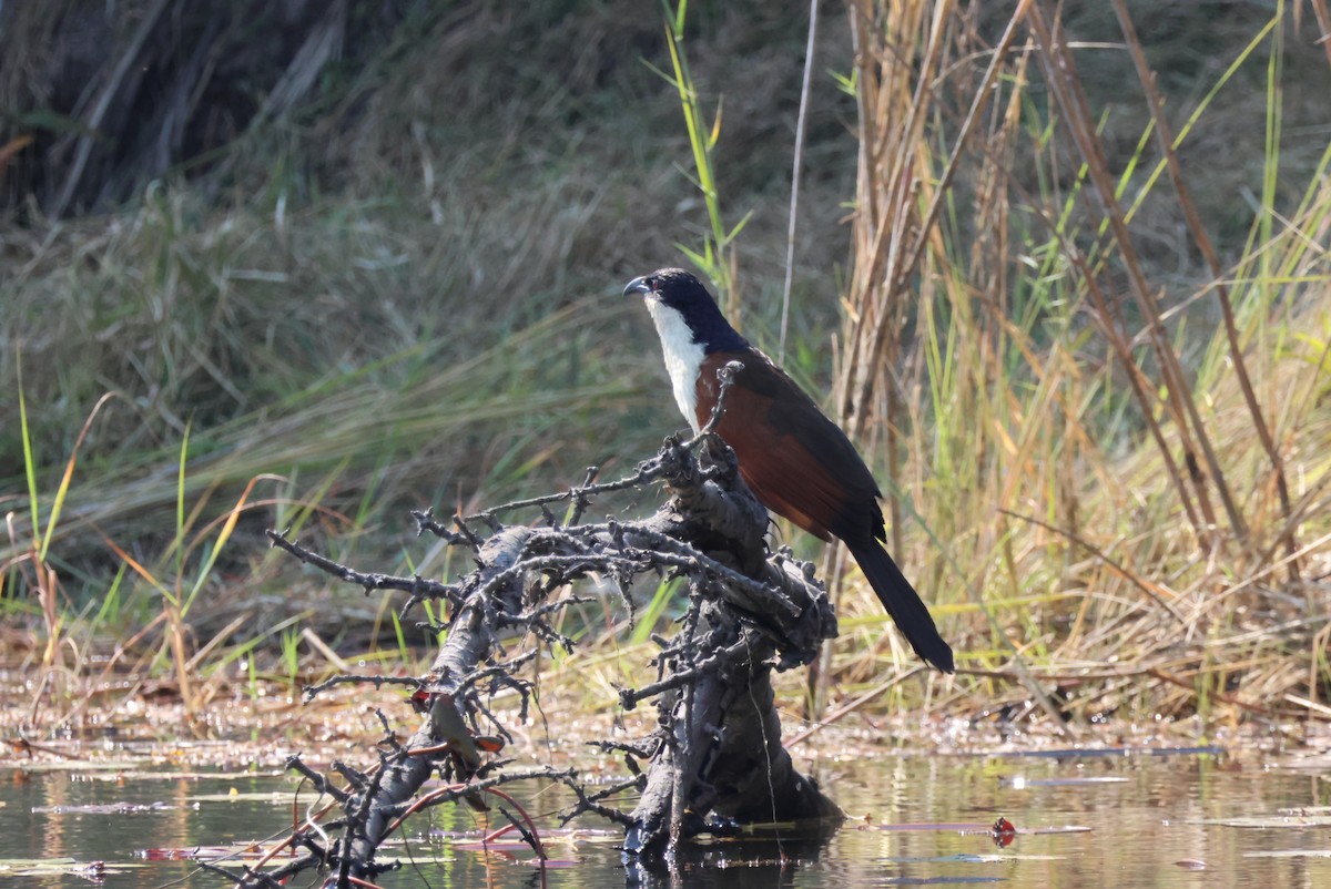 Coppery-tailed Coucal - ML644388419