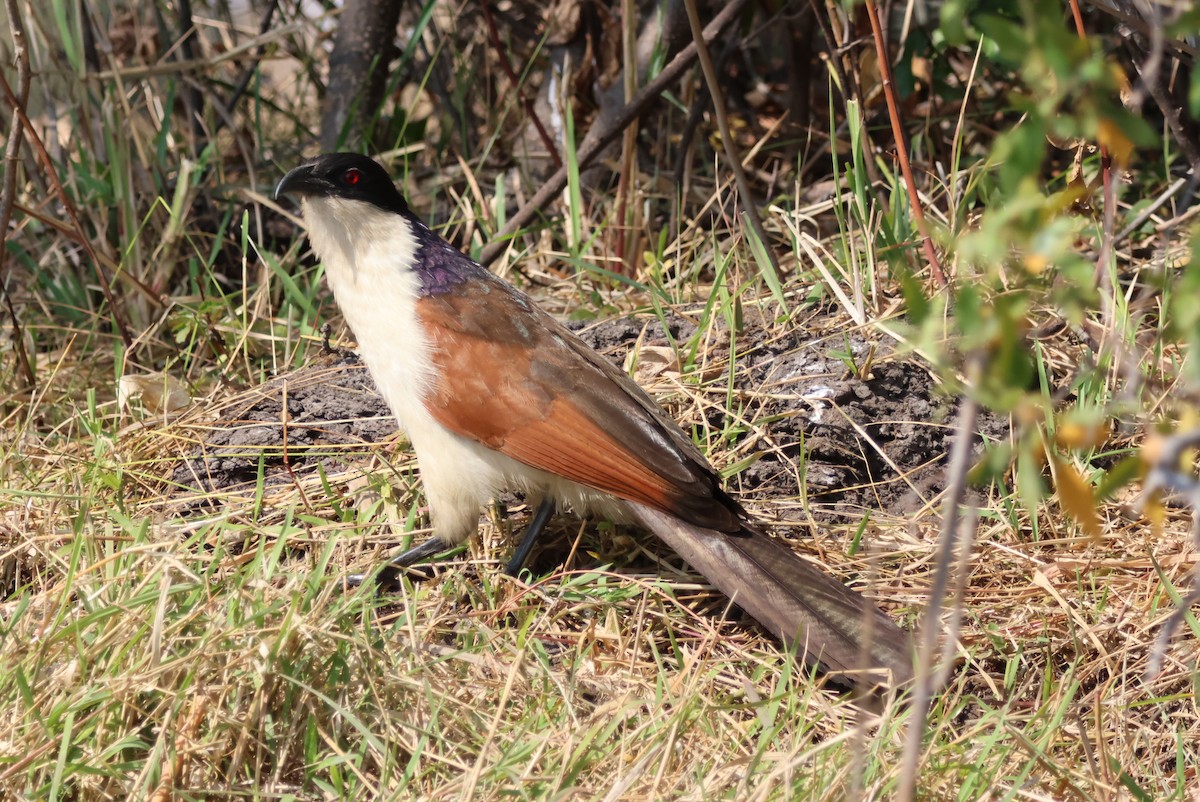 Coppery-tailed Coucal - ML644388420