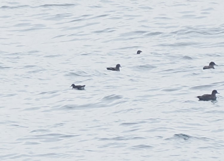 Manx Shearwater - ML644388423