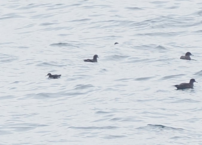 Manx Shearwater - ML644388424