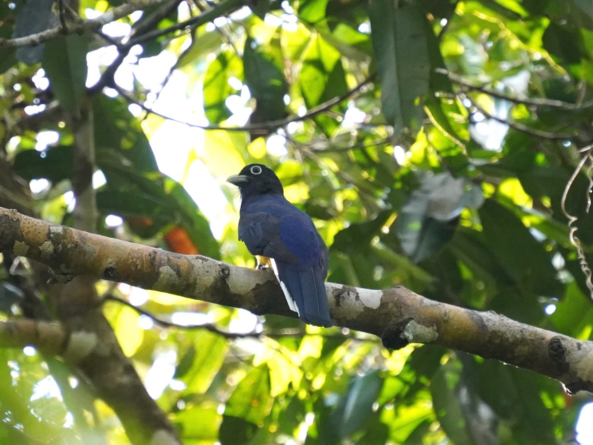 Green-backed Trogon - ML644388425