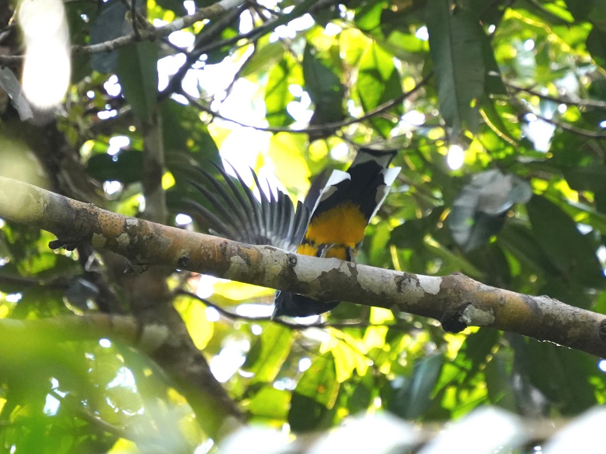 Green-backed Trogon - ML644388426