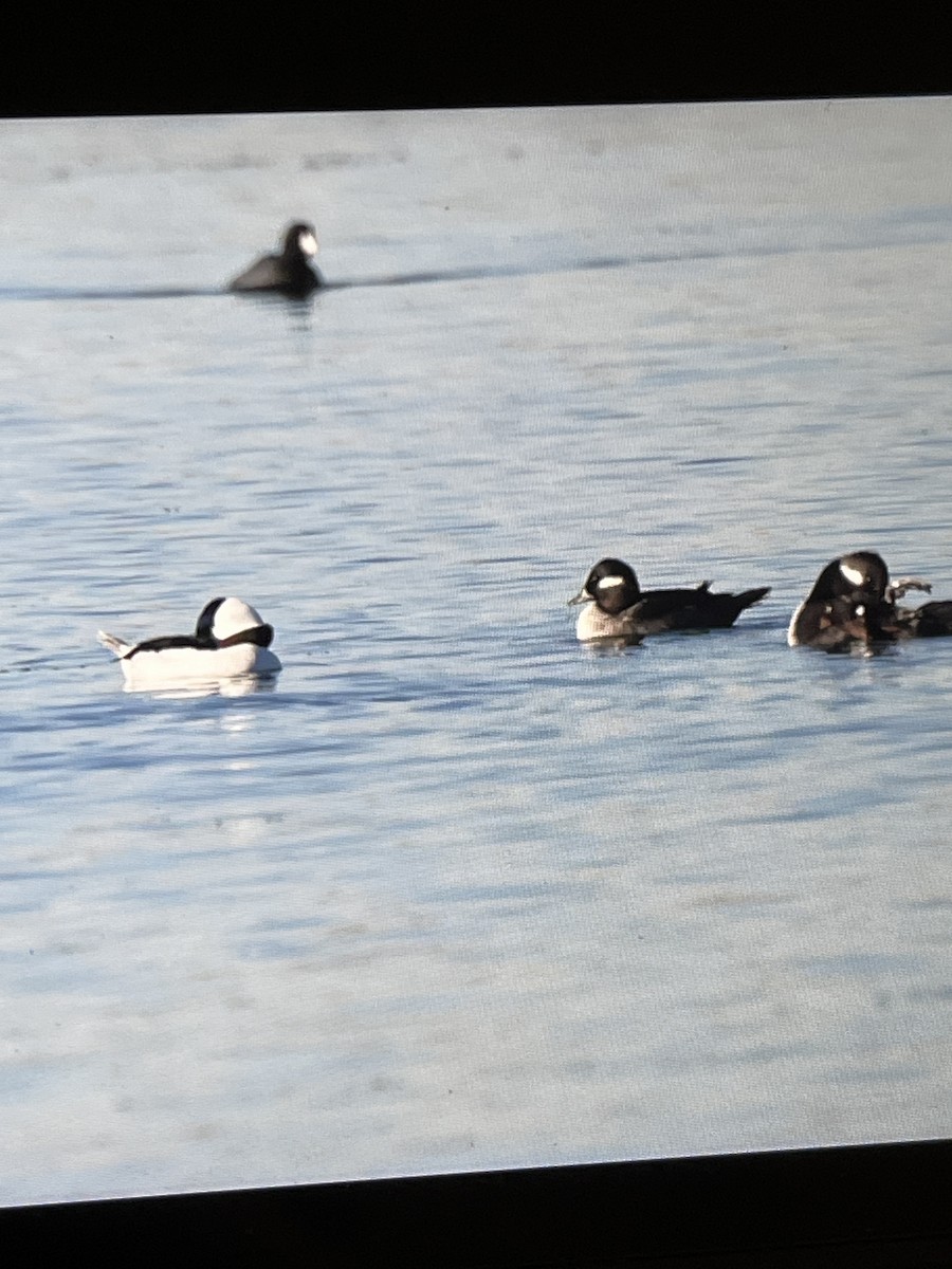 Bufflehead - ML644388427