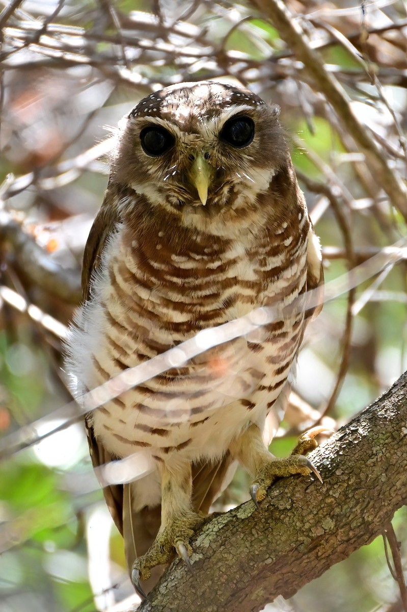 White-browed Owl - ML644388429