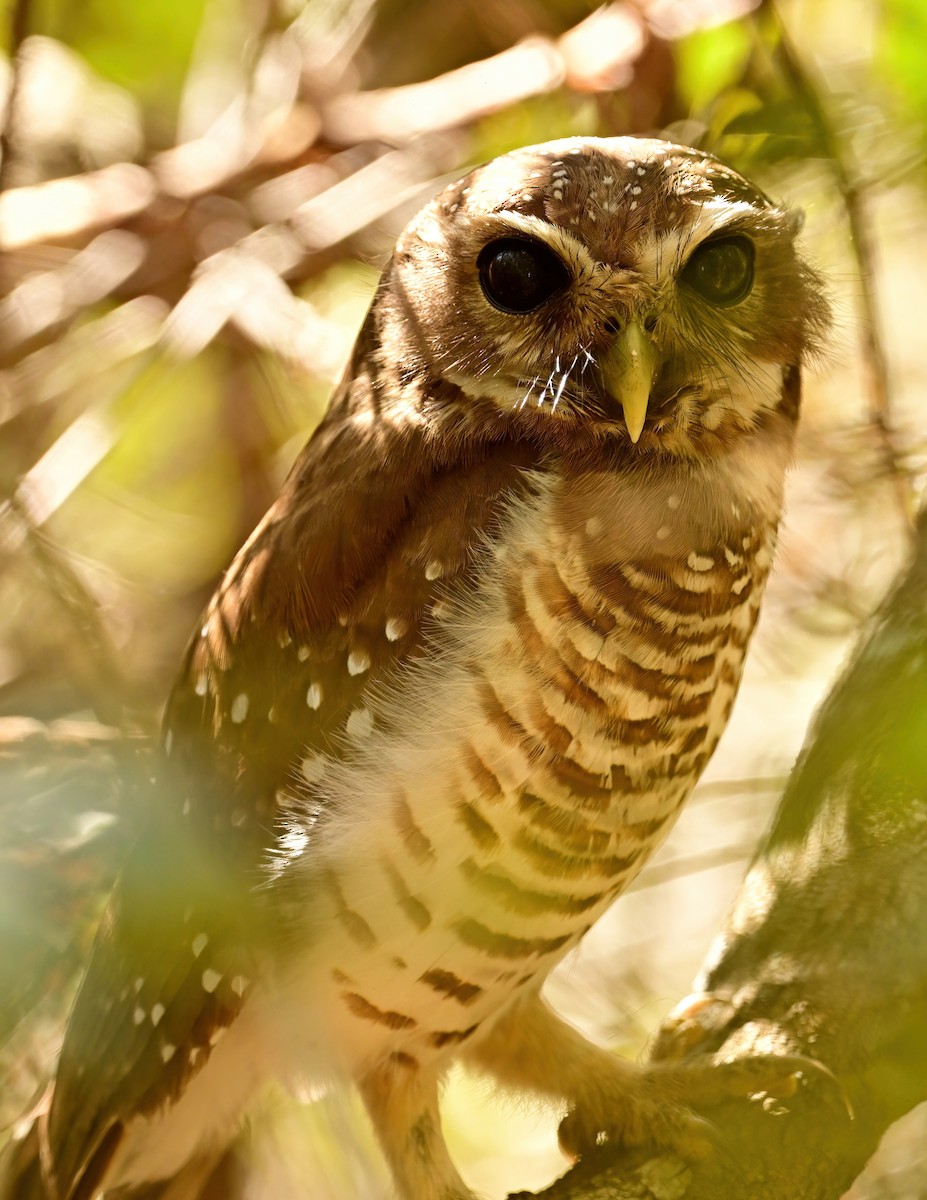 White-browed Owl - ML644388430