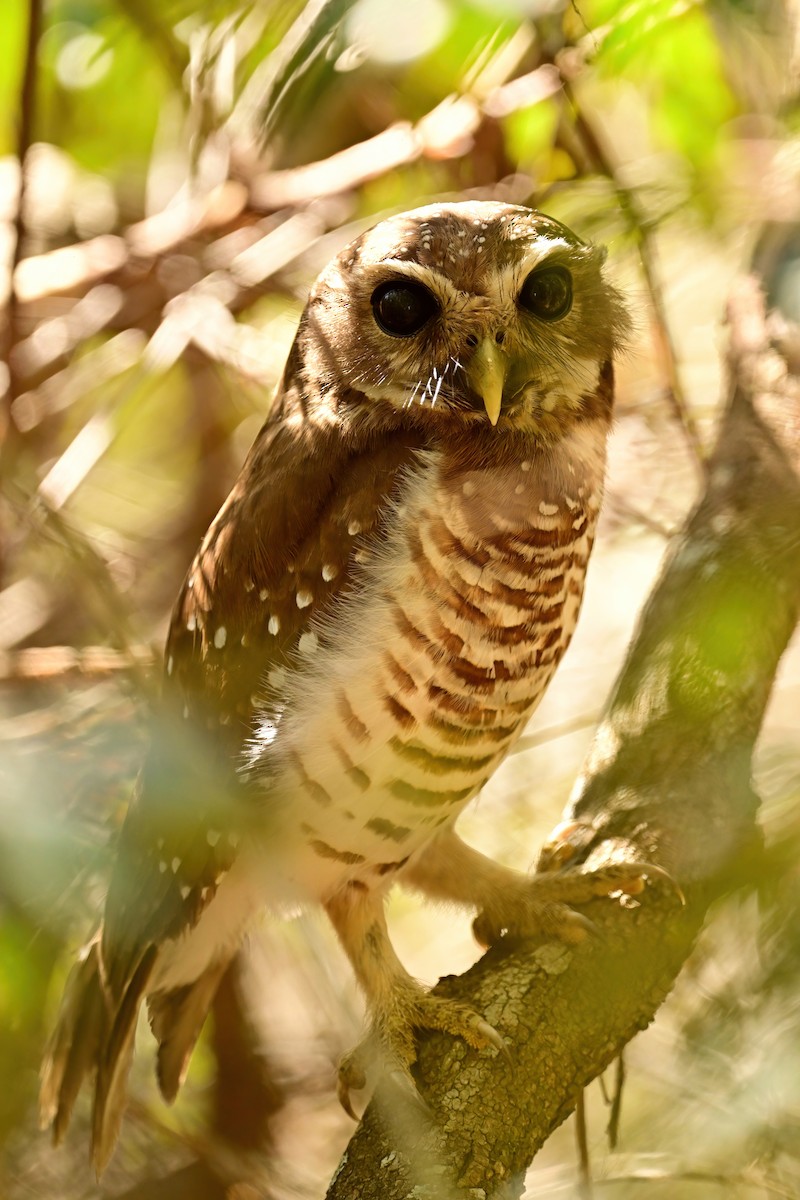 White-browed Owl - ML644388431