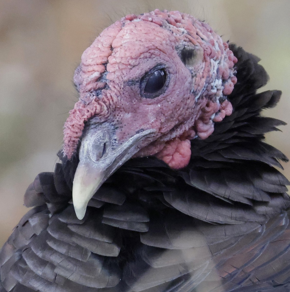 Wild Turkey - ML644388461