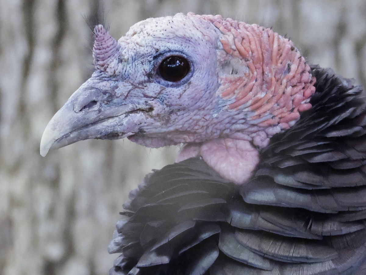 Wild Turkey - ML644388462