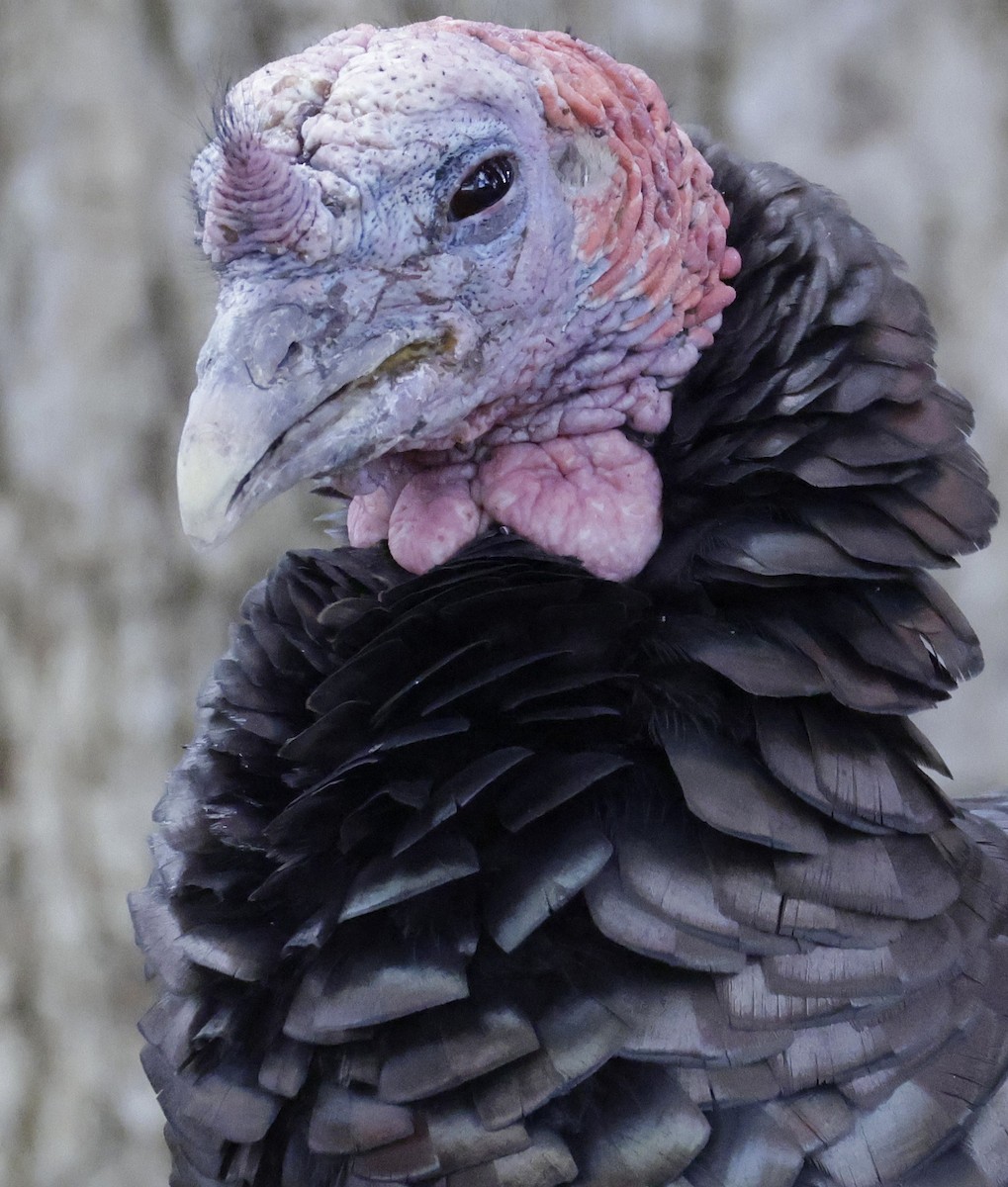 Wild Turkey - ML644388463