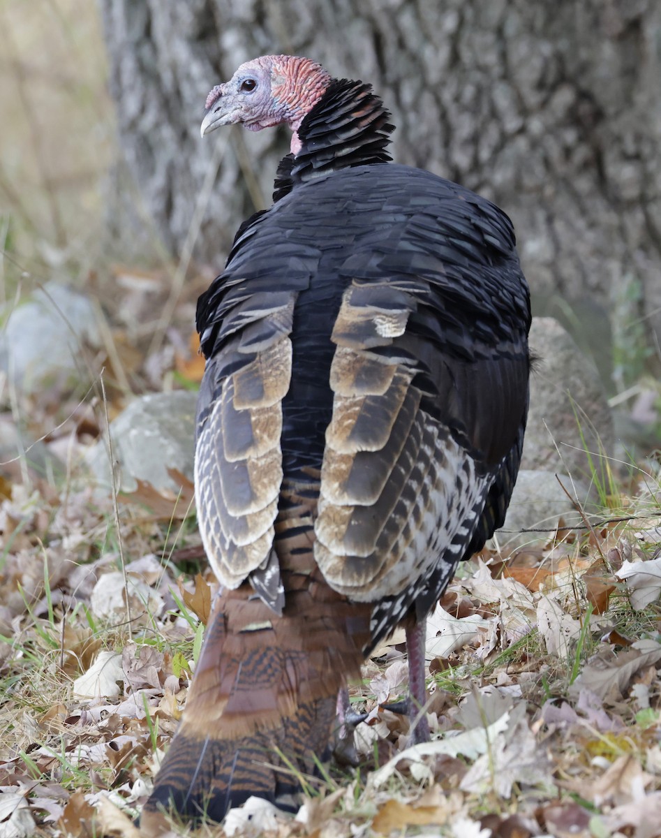 Wild Turkey - ML644388464
