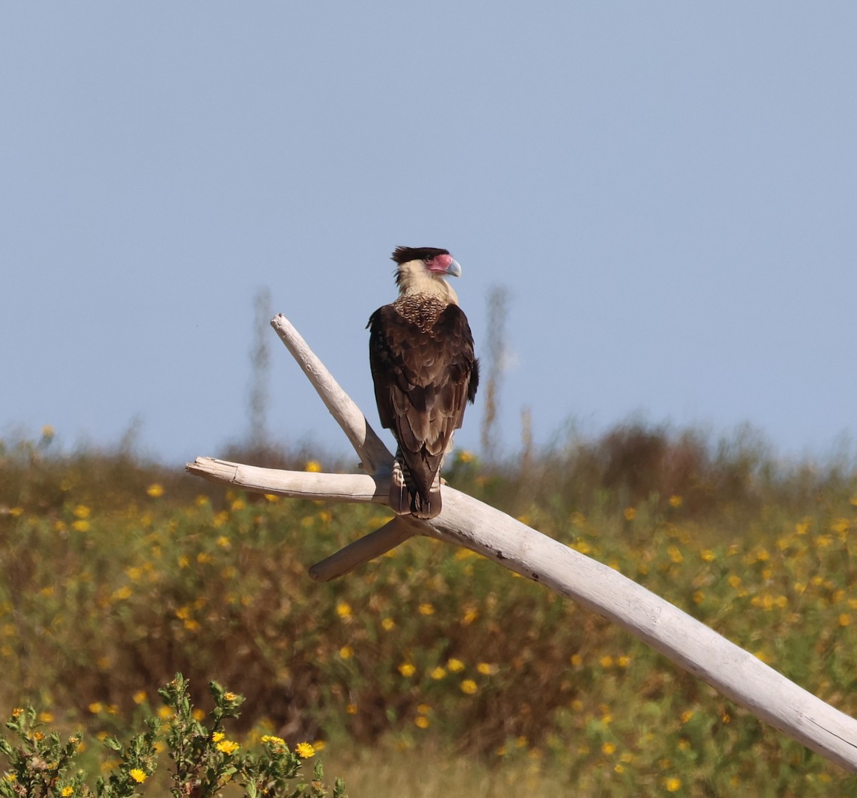 Crested Caracara - ML644388472