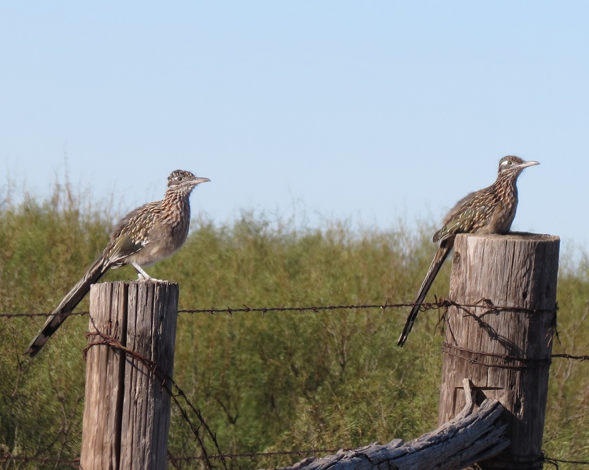 Greater Roadrunner - ML644388485