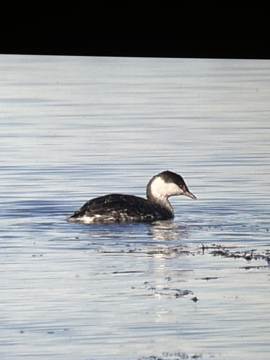 ミミカイツブリ - ML644388488