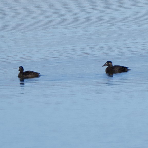 Surf Scoter - ML644388491