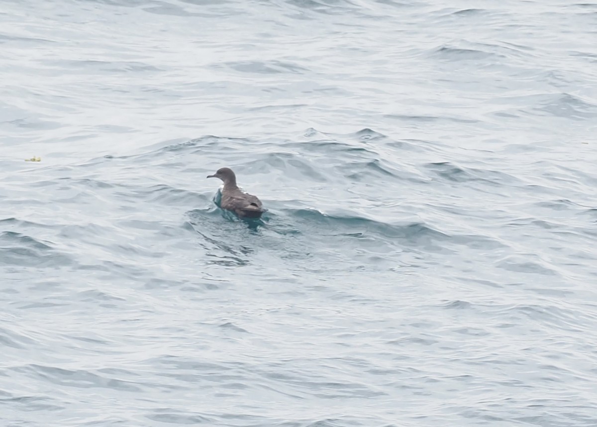 grålire - ML644388492