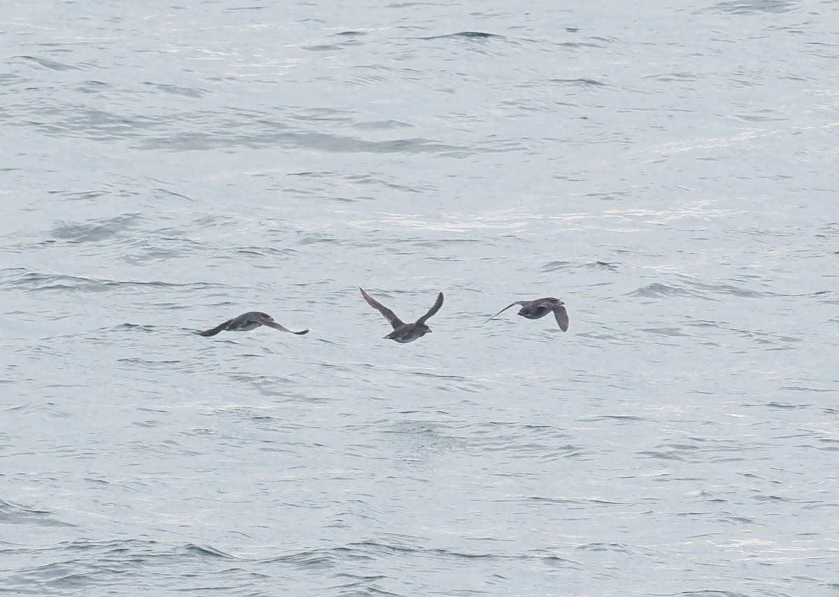 Boynuz Gagalı Alklet - ML644388495