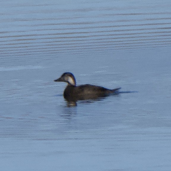 Black Scoter - ML644388504