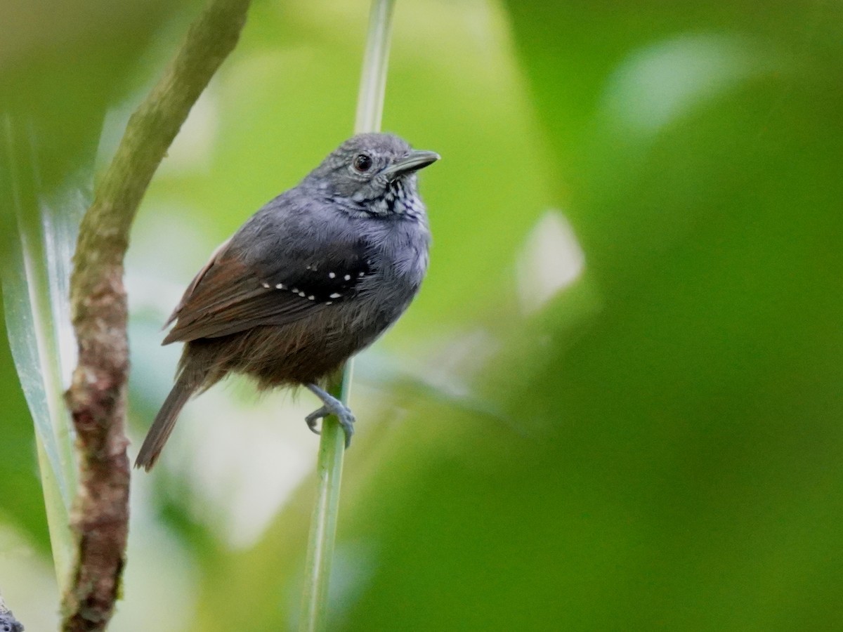 Foothill Stipplethroat - ML644388526