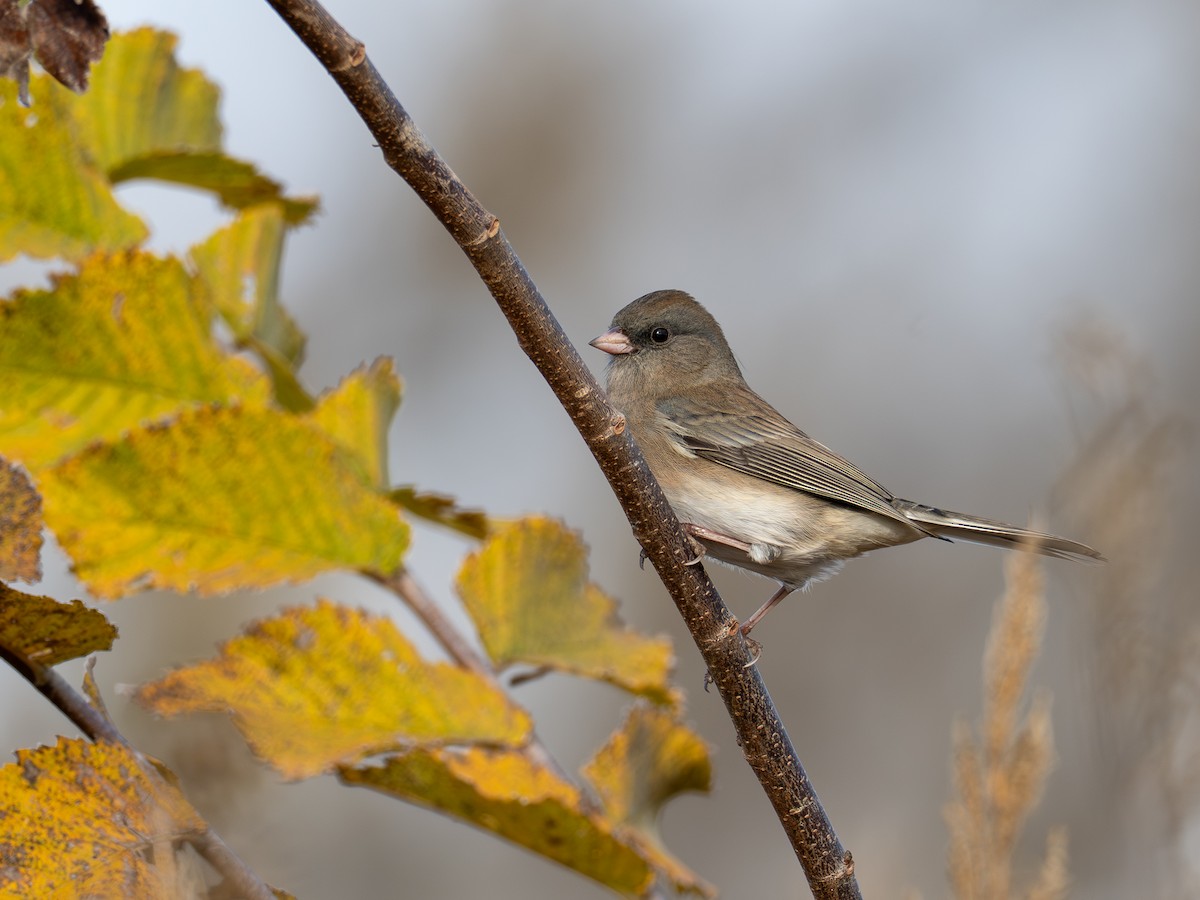 strnadec zimní - ML644388528